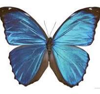 Mariëlle van Maaren