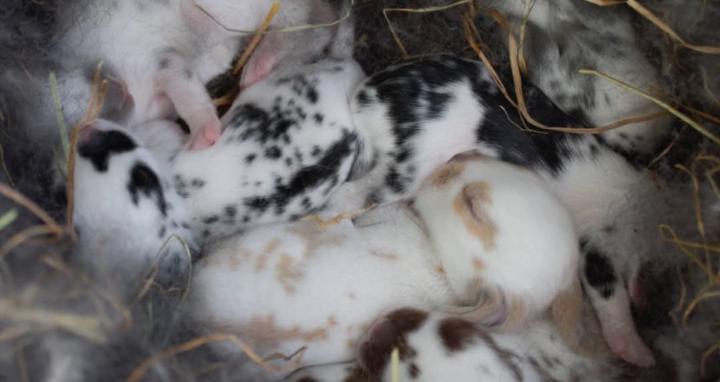 Domestic rabbit breeding help