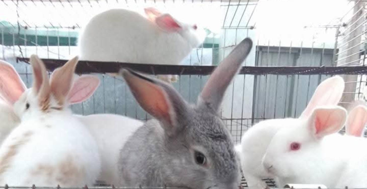 Main Disease Killers