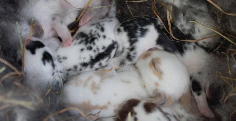 Basics of breeding 101