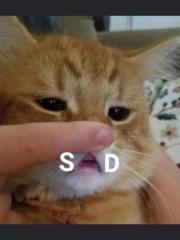 Cam Tu