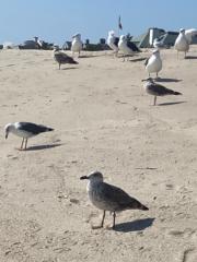 Gihane Jeremie-Brink