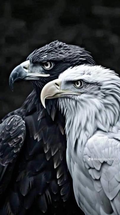 عبدالله محمد