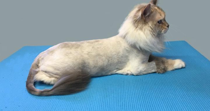 Cat Grooming with ICATS