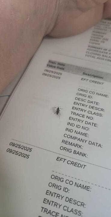 Mosquitoes 