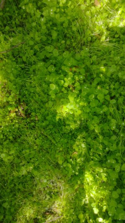 María Belén Guaresti