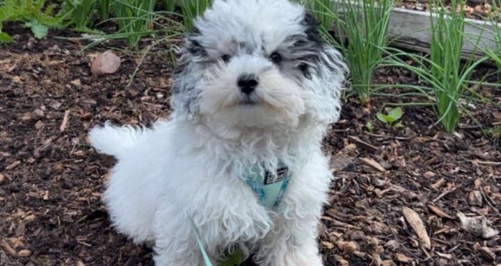 The way to a dogs heart