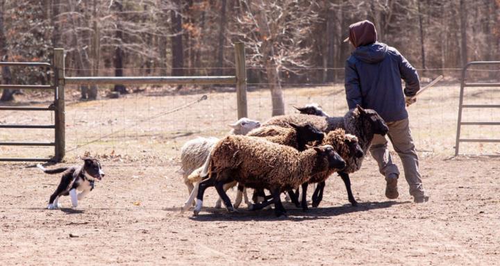 The Stockdog Junction