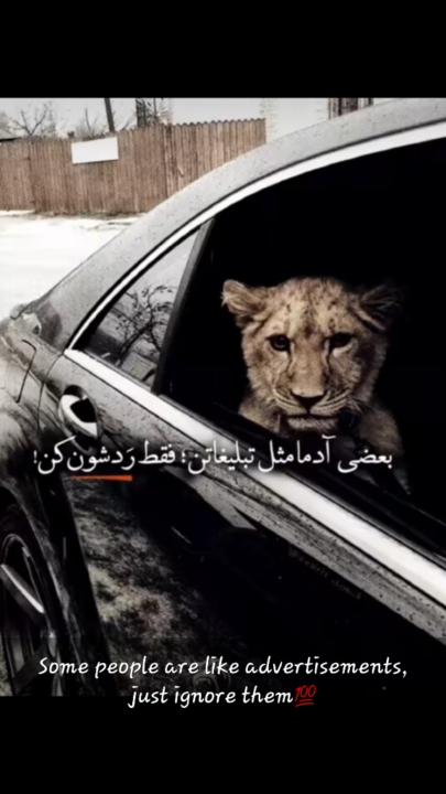 Omar Sallehi