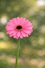Katerina Danova