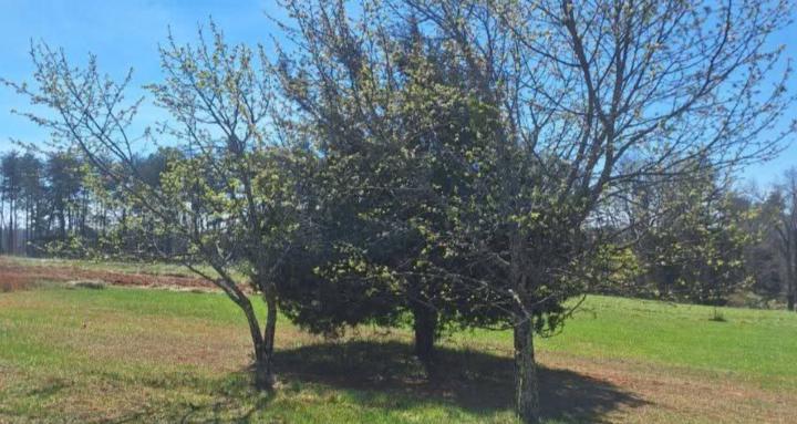 Yuki's World of homesteading