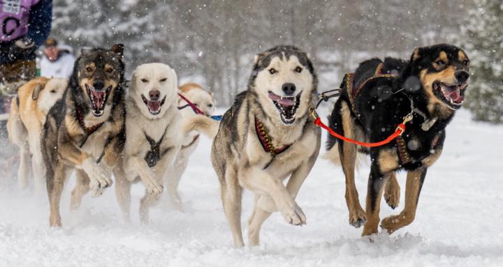 Sled Dog training