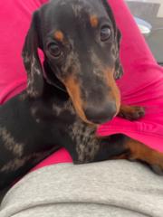 Gabija Skarbaliūtė