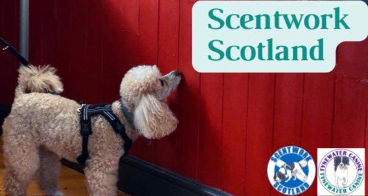 Tynewater Scentwork Scotland
