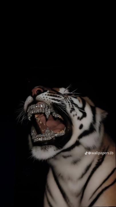 Tsolmonbayar Munkhbold