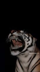 Tsolmonbayar Munkhbold