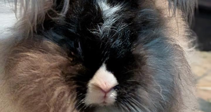 Fluff & Thump: Angora Academy 