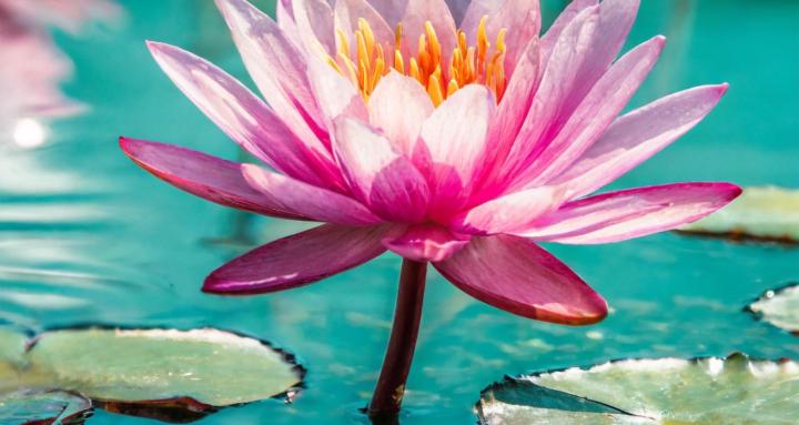 Dr. Ri’s Functional Medicine