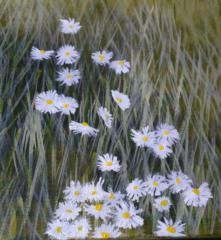 Anna James