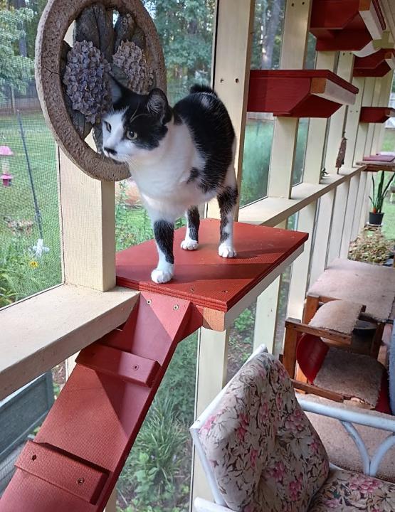 Dory enjoys her CatioBob ramps and platforms