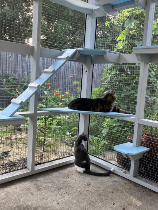 Kitties Enjoying the Catio