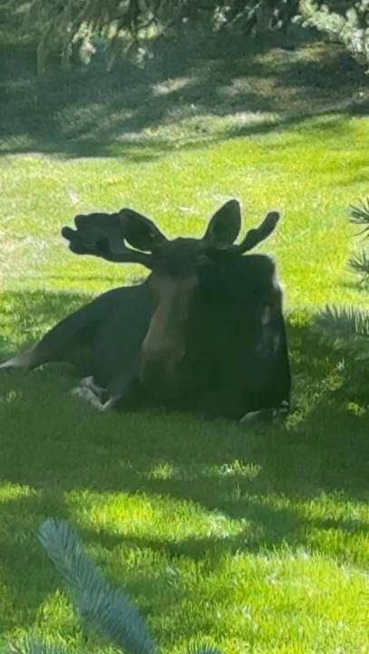 Moose P