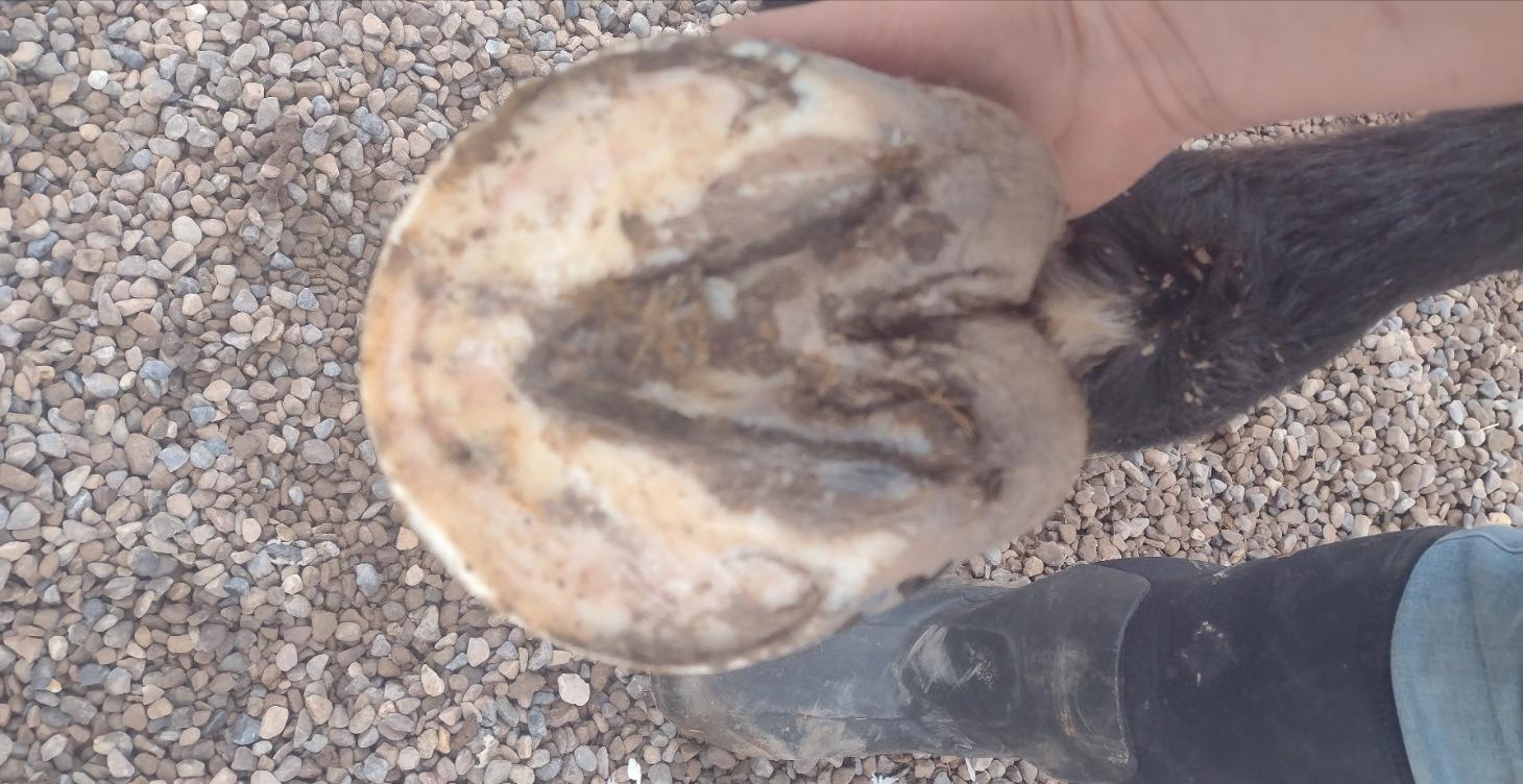 Understanding string halt