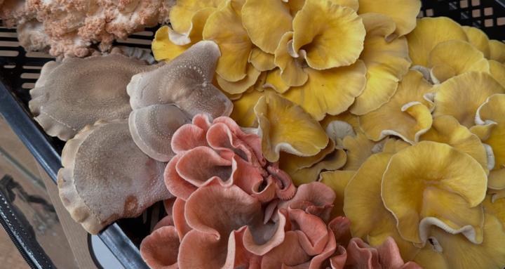 Fungi for Health & Food