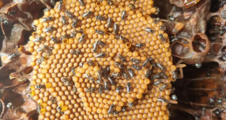 Australian Native Bees