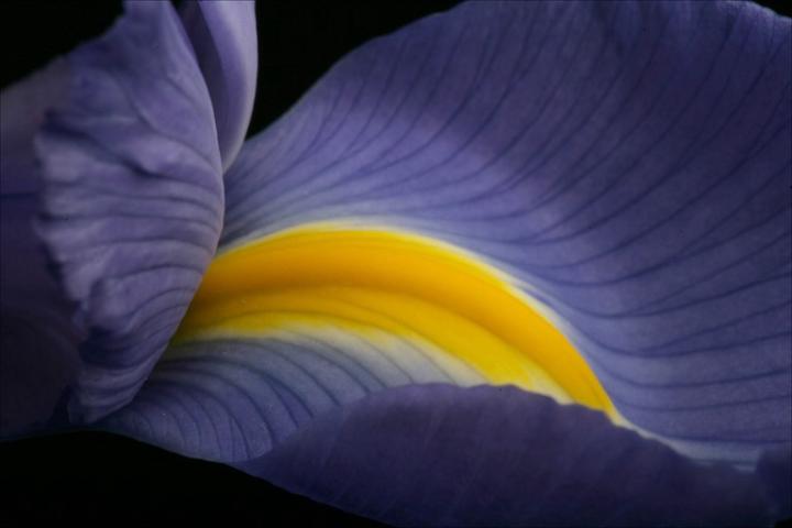 Iris Lee
