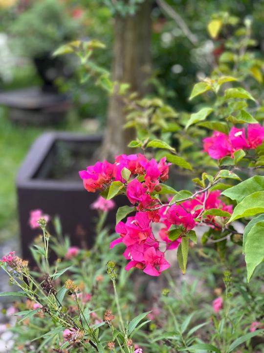 Liana Alexis Perdido