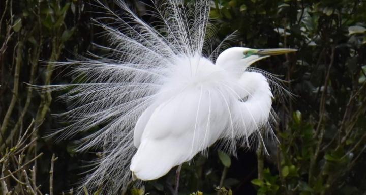 Natural healing skool