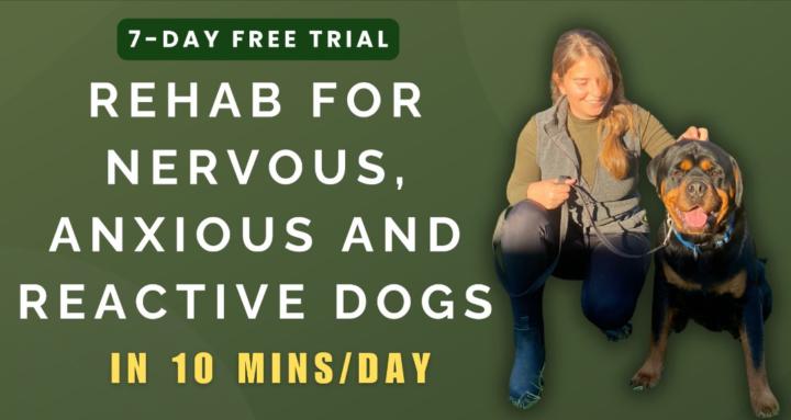 The Nervous Dog Club