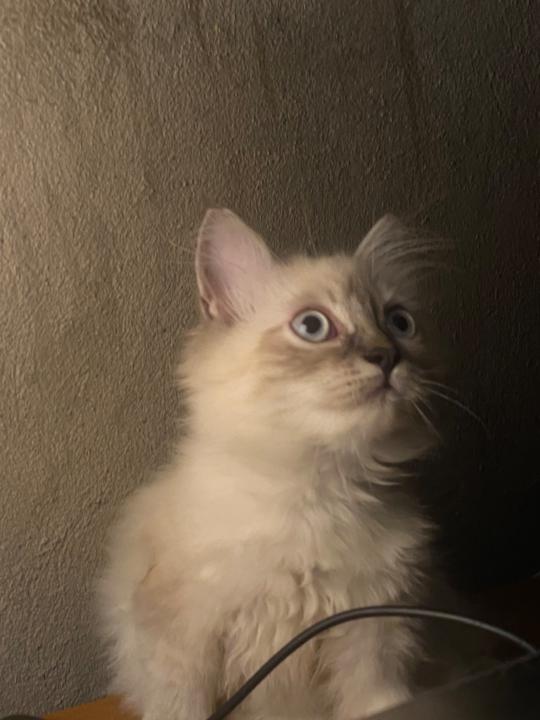 Rhaiah Franccizca Ihalas