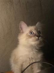 Rhaiah Franccizca Ihalas