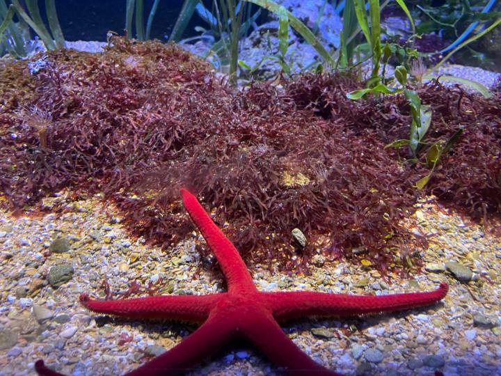 Петя Янчева