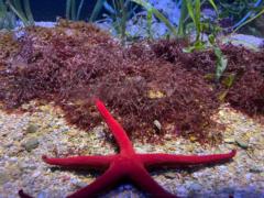 Петя Янчева