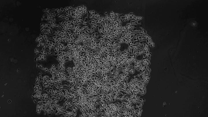 Researchers use electric fields to herd cells like flocks of sheep
