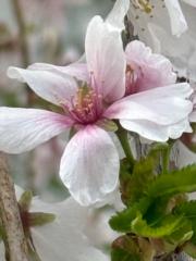 Susan W