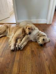 Devan Carroll Carroll