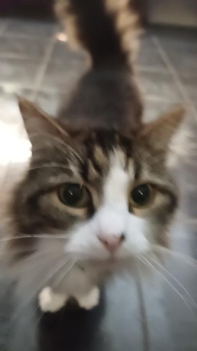 Imogen Martell-steynen