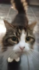 Imogen Martell-steynen