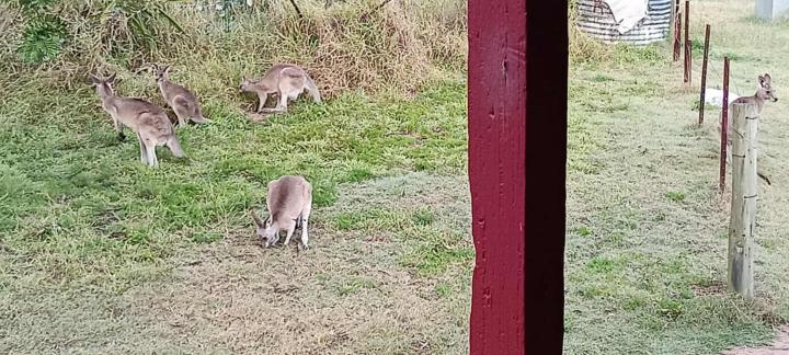 Animal Therapy by any other name