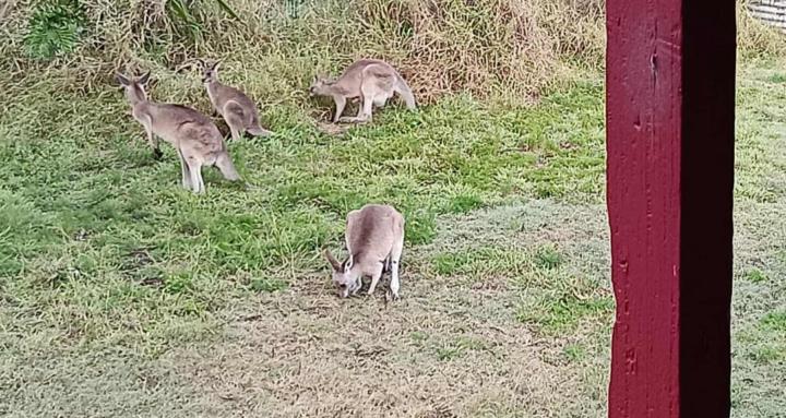 Animal Therapy for ASD & ADHD 