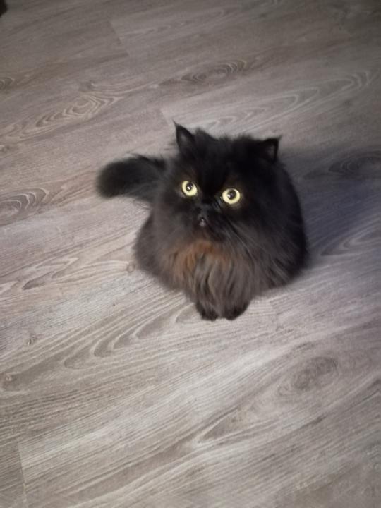 Purring and Meowing!