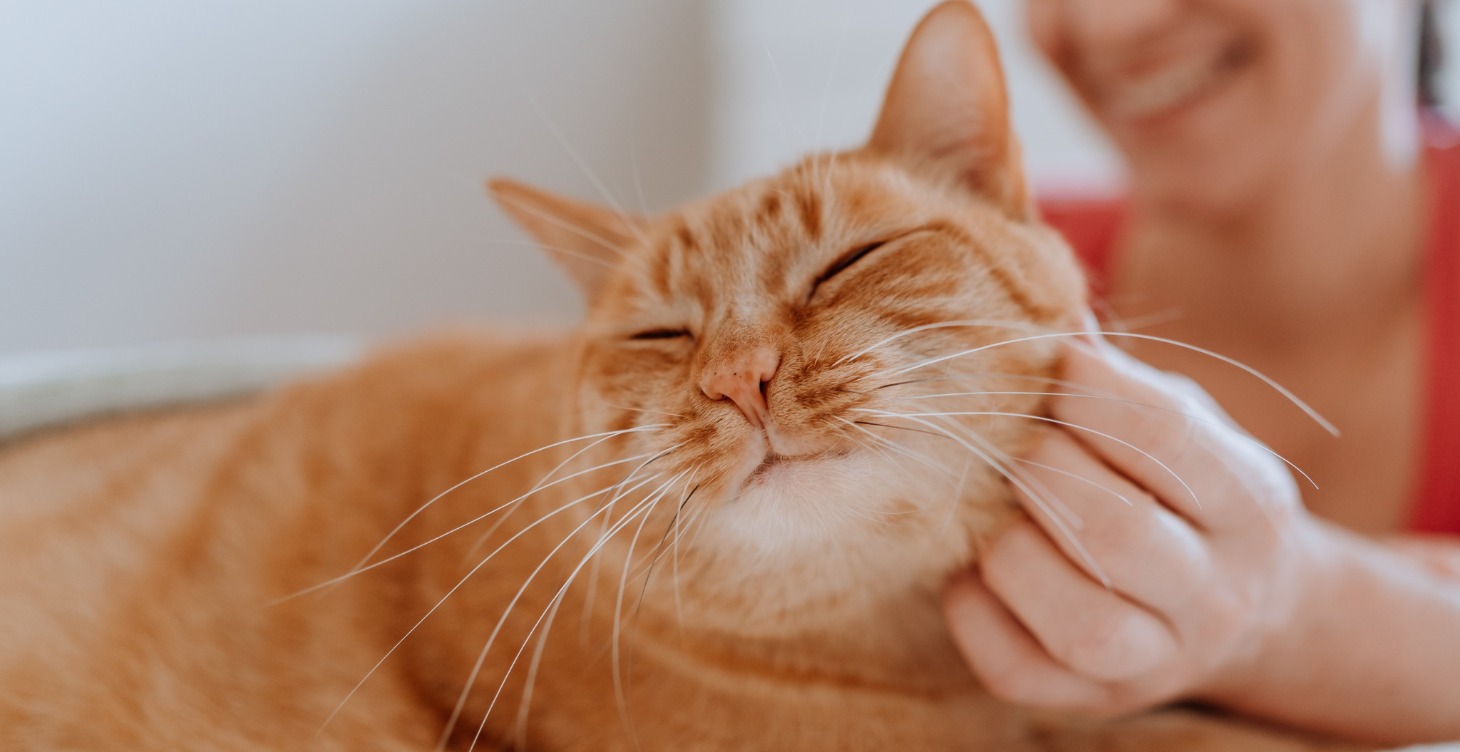 Cat Wellness Products