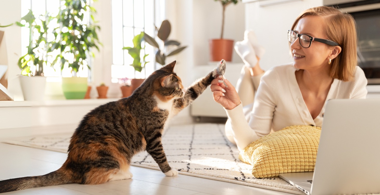 Feline Nutrition Essentials