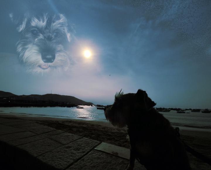 Shirley Alfaro Villegas