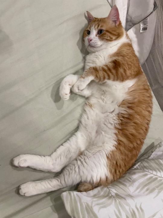 Gerard Vidal Noguera