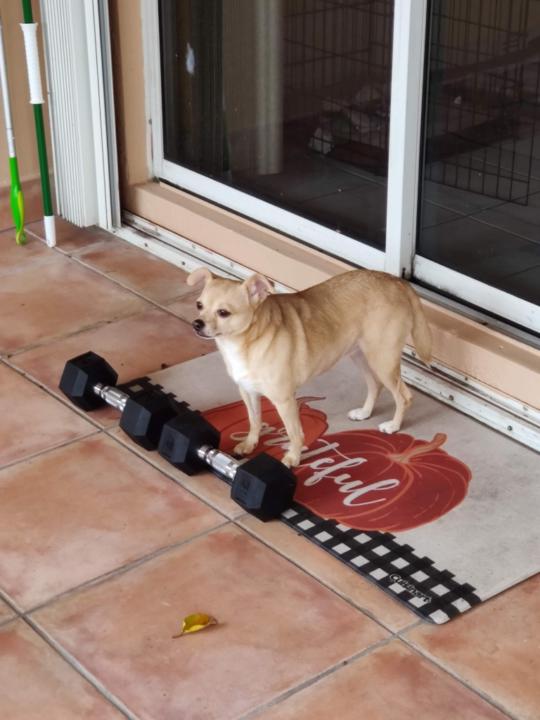 Rose Rosete
